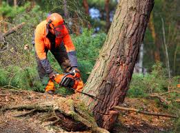 How Our Tree Care Process Works  in  Berlin, NH